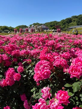 ぎふワールド・ローズガーデンに投稿された画像（2024/5/25）