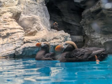 アクアワールド茨城県大洗水族館に投稿された画像（2024/5/25）