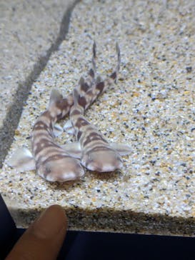 アクアワールド茨城県大洗水族館に投稿された画像（2024/5/25）