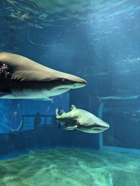 アクアワールド茨城県大洗水族館に投稿された画像（2024/5/25）