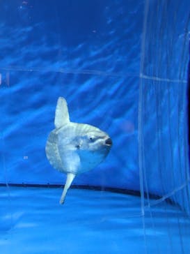 アクアワールド茨城県大洗水族館に投稿された画像（2024/5/25）