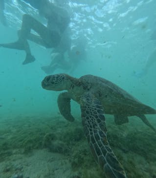 オースリーシュノーケル宮古島に投稿された画像（2024/5/25）