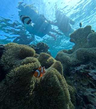 オースリーシュノーケル宮古島に投稿された画像（2024/5/25）