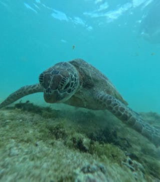 オースリーシュノーケル宮古島に投稿された画像（2024/5/25）