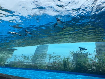 サンシャイン水族館に投稿された画像（2024/5/25）