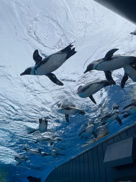 サンシャイン水族館に投稿された画像（2024/5/25）