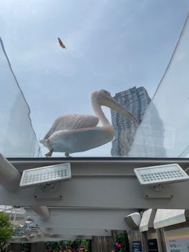 サンシャイン水族館に投稿された画像（2024/5/25）