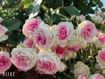 京成バラ園に投稿された画像（2024/5/25）