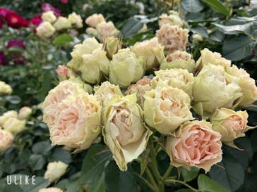 京成バラ園に投稿された画像（2024/5/25）