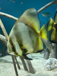 サンシャイン水族館に投稿された画像（2024/5/25）