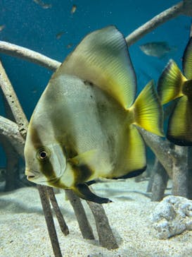 サンシャイン水族館に投稿された画像（2024/5/25）