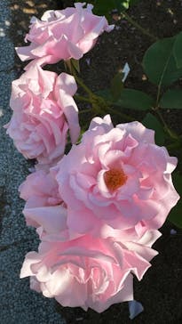 ぎふワールド・ローズガーデンに投稿された画像（2024/5/25）