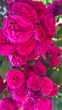 ぎふワールド・ローズガーデンに投稿された画像（2024/5/25）