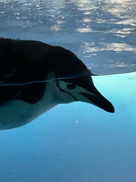 名古屋港水族館に投稿された画像（2024/5/25）