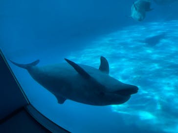 名古屋港水族館に投稿された画像（2024/5/25）