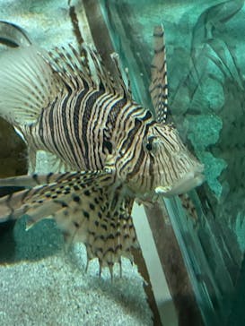 名古屋港水族館に投稿された画像（2024/5/25）