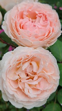 横浜イングリッシュガーデンに投稿された画像（2024/5/25）