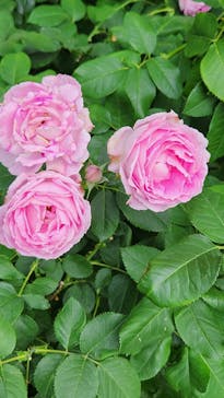 横浜イングリッシュガーデンに投稿された画像（2024/5/25）