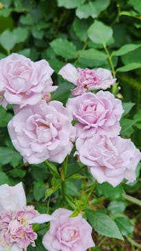 横浜イングリッシュガーデンに投稿された画像（2024/5/25）