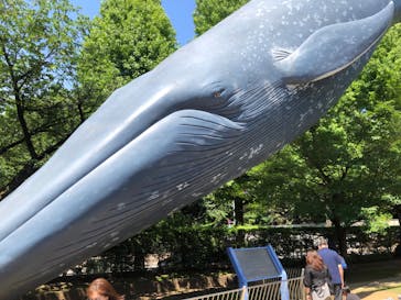 国立科学博物館に投稿された画像（2024/5/25）