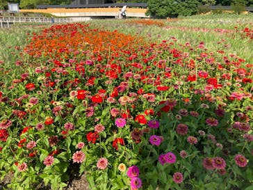 浜名湖花博2024に投稿された画像（2024/5/25）