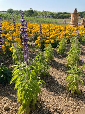 浜名湖花博2024に投稿された画像（2024/5/25）