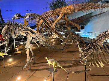 福井県立恐竜博物館に投稿された画像（2024/5/25）