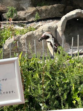 サンシャイン水族館に投稿された画像（2024/5/25）