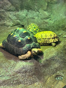 サンシャイン水族館に投稿された画像（2024/5/25）