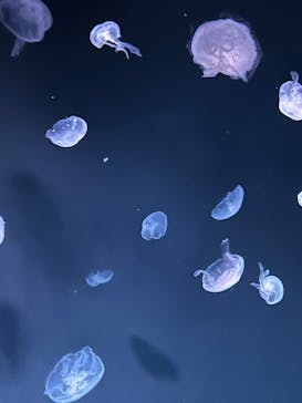 サンシャイン水族館に投稿された画像（2024/5/25）