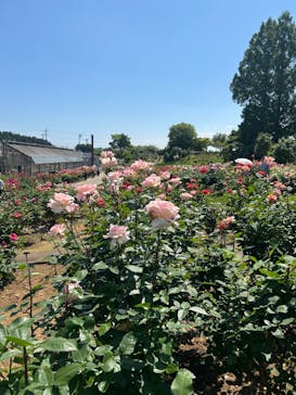 いばらきフラワーパークに投稿された画像（2024/5/25）