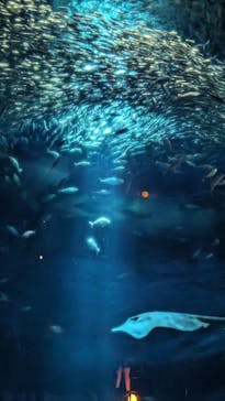 アクアワールド茨城県大洗水族館に投稿された画像（2024/5/25）