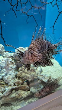 アクアワールド茨城県大洗水族館に投稿された画像（2024/5/25）