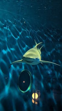 アクアワールド茨城県大洗水族館に投稿された画像（2024/5/25）