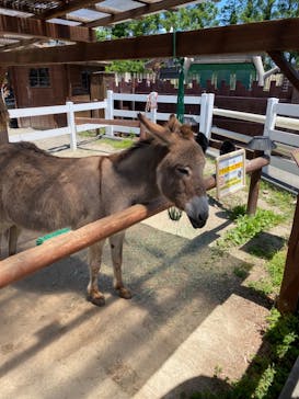 東武動物公園に投稿された画像（2024/5/25）