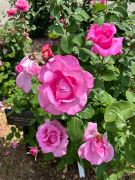 ぎふワールド・ローズガーデンに投稿された画像（2024/5/25）