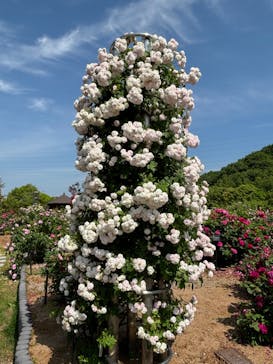 ぎふワールド・ローズガーデンに投稿された画像（2024/5/25）