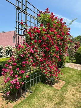 ぎふワールド・ローズガーデンに投稿された画像（2024/5/25）