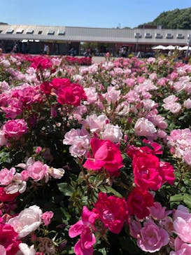 ぎふワールド・ローズガーデンに投稿された画像（2024/5/25）