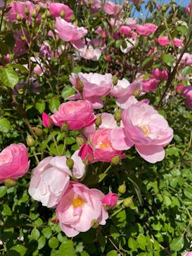 ぎふワールド・ローズガーデンに投稿された画像（2024/5/25）