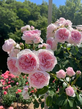 ぎふワールド・ローズガーデンに投稿された画像（2024/5/25）