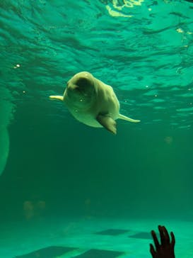 鴨川シーワールドに投稿された画像（2024/5/25）