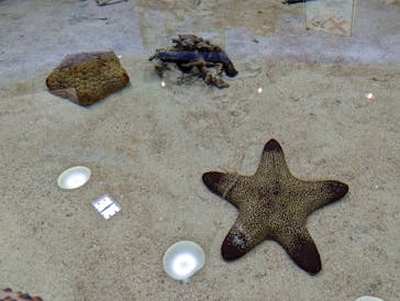 新江ノ島水族館に投稿された画像（2024/5/25）