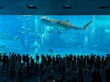 沖縄美ら海水族館に投稿された画像（2024/5/26）