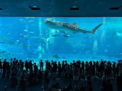 沖縄美ら海水族館に投稿された画像（2024/5/25）