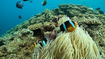 武藤潜水に投稿された画像（2024/5/25）