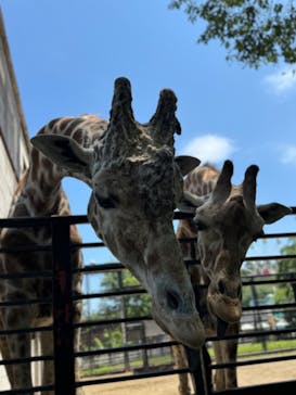 宇都宮動物園に投稿された画像（2024/5/25）