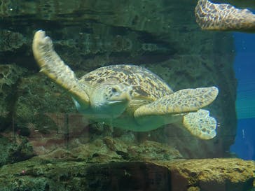 名古屋港水族館に投稿された画像（2024/5/25）