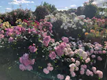 ひらかたパークに投稿された画像（2024/5/26）