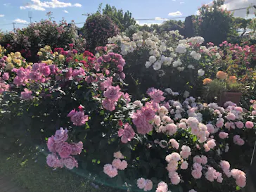 ひらかたパークに投稿された画像（2024/5/25）